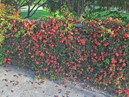 All decisions on plant spacing should be based on a plant's mature height and mature width, and these are the dimensions listed in this publication. Plants For Dallas Your Source For The Best Landscape Plant Information For The Dallas Ft Worth Metroplexbest Vines For Dallas Texas