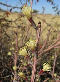 Image result for Kleinia longiflora