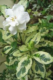 Image result for Gardenia subacaulis