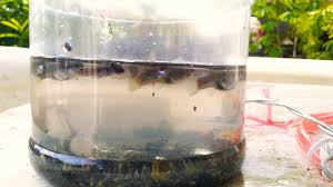 Longkang kecik ikan haruan besau hawau. Hasil Tangkapan Guppy Longkang Youtube