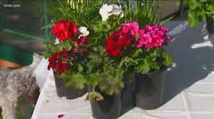 From you flowers works hard to maintain a network of reliable florists nationwide, but sometimes delivery issues cannot be avoided. You Can Grow It Growing Beautiful Geraniums And Planting Dates For Your Garden Ktvb Com