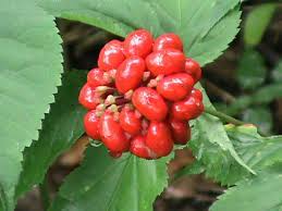 Ginseng will do well if left alone. Ginseng Seed 2oz Colwell S Ginseng Pennsylvania Ginseng Grower