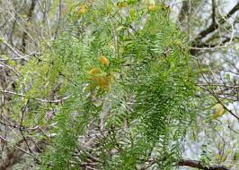 Image result for Prosopis glandulosa