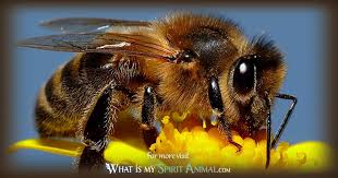 This lets them fly off and gather pollen and nectar and return to the colony. Bee Symbolism Meaning Spirit Totem Power Animal