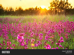 Gerbera daisy, purple flower, black background, closeup, macro, blossom, bloom, spring, flower. Beautiful Spring Image Photo Free Trial Bigstock