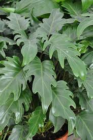 Philodendron Xanadu Grows To About 75 100cm High And Keeps A Neat Form Gorgeous Lush Foliage That Would Jardim De Sombra Jardins Modernos Plantas Tropicais