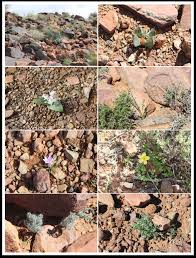 Image result for Plinthus karooicus