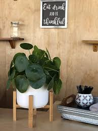 Although the leaves of pilea peperomioides look quite think and succulent, it is. Chinese Money Plant Pilea Peperomioides Caring And Growing Tips Plants Spark Joy