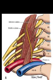 Basics Of Vascular On Twitter Scalene Triangle Anatomy Is Very Important To Be Known During Thoracic Outlet Syndrome Surgery Http T Co X4tnlnpsy9