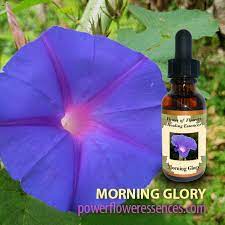 Morning Glory Flower Essence Best Flower Wallpaper