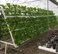 Nft Gully System Hydroponics and Gutter Downspouts ...