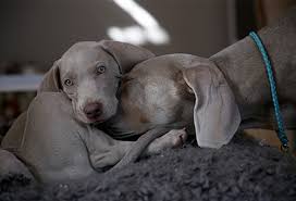 Single or multiple masses in the mammary glands—about half of patients have multiple tumors superficial loss of tissue on the surface of the skin over the mammary tissue, frequently with inflammation and/or drainage How To Tell If Your Dog Is In Heat Here S Everything You Need To Know