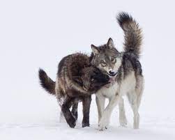 Two Of The Lamar Canyon Wolf Pack Members In Yellowstone National Park Wild Dogs Mexican Gray Wolf Grey Wolf
