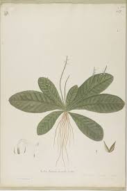 Image result for Elytraria acaulis