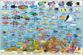 Florida State Fish Card Frankos Fabulous Maps Of Favorite