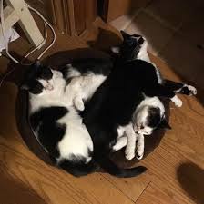 see this instagram photo by yoshiko mishina 9 likes instagram pets instagram posts