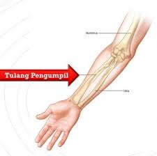 We did not find results for: Tulang Pengumpil Pengertian Fungsi Bagian Cara Kerjanya