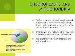 Chloroplast to make their food and mitochondria to respire. Explain Why Plant Cells Need Both Chloroplasts And Mitochondria