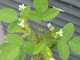 Image result for Oxalis barrelieri