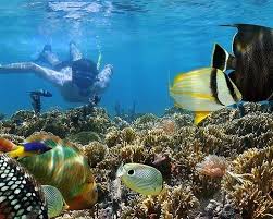 Matemwe Scuba Diving & Snorkeling ...
