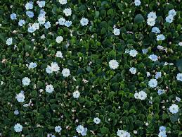 Image result for Falkia oblonga