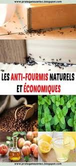 Les Anti Fourmis Naturels Et Economiques Anti Fourmis Anti Fourmi Naturel Fourmis