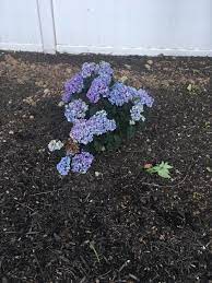 To plant hydrangeas, simply dig the planting holes 2 feet wider than the root ball. Hydrangeas Forum Newly Planted Hydrangeas Wilting And Drooping Garden Org