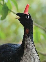 Bird With Feathers On Top Of Head Pin On Aves