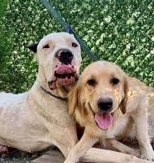 We are the only totally cage free daycare and boarding facility in atlanta. Happy Paws Puppy Rescue Happypawspuppy1 Twitter