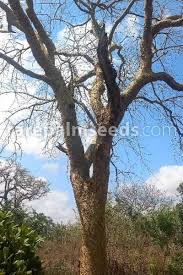 Image result for Commiphora pteleifolia