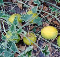 Image result for Cucumis prophetarum