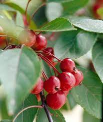 Tree farmers will find this hybrid appealing as a pollinator for other apples, while home growers will enjoy the red pome's ability to attract flocks of cedar waxwings. Best Types Of Crabapple Trees For Your Yard Better Homes Gardens