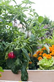 My kitchen counters are filled with green beans deer have been turning my flower beds and vegetables gardens into their own personal salad bar this summer! Interplanting Companion Planting For Pest Control And Healthier Gardens Home Grown Edible Landscapes