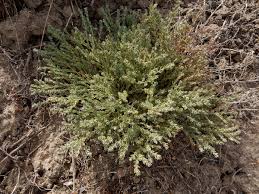 Image result for Cressa cretica