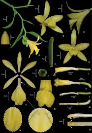 Image result for Vanilla grandifolia