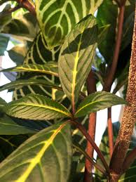 Image result for Sanchezia speciosa