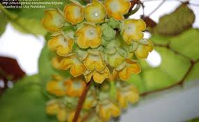 Image result for Telosma africana
