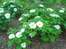 Peony garden, information for growing and breeding peonies and online nursury. Free Photo Tree Peony Beautiful Beijing Bloom Free Download Jooinn