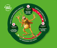 Image result for lice life cycle