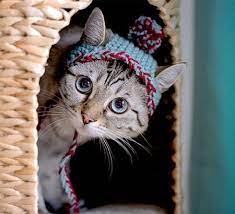 See more ideas about knitting patterns, knitting, knitting projects. Bobble Hat For Cats Cat Hat Pattern Knitted Cat Crochet Cat