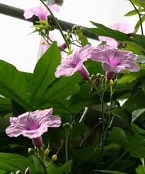 Image result for Ipomoea mauritiana