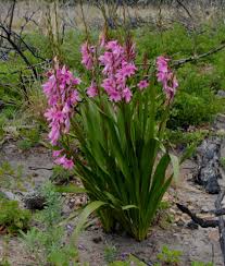 Image result for Watsonia borbonica