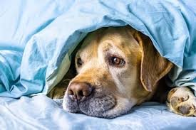 Nume de fete care incep cu litera a. Cele Mai Frumoase Nume De Caini 200 De Idei Antena 1