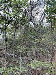 Image result for Cryptosepalum exfoliatum