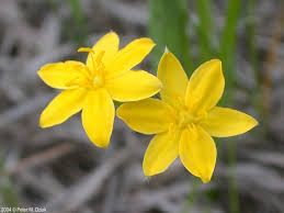 Image result for Hypoxis