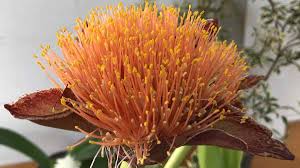 Image result for Scadoxus pole-evansii