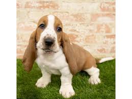 The features that make this dog miniature is height but not weight. Basset Hound Puppies Petland Rockford