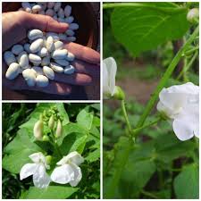 We did not find results for: Giant Aztec White Runner Beans Aka Bordal Potato Bean And Mortgage Lifter Runner Beans Planting Bulbs Fescue Grass Seed