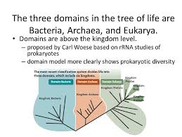 Domains Kindoms Phyla Oh My The Three Domains In The Tree Of Life Are Bacteria Archaea And Eukarya Domains Are Above The Kingdom Level Proposed Ppt Download