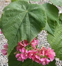 Image result for Dombeya